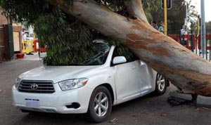 tree car accident