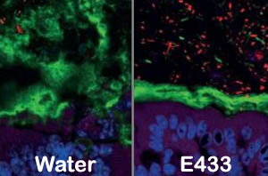 E433-emulsifiers-intestin-inflammation-300x198