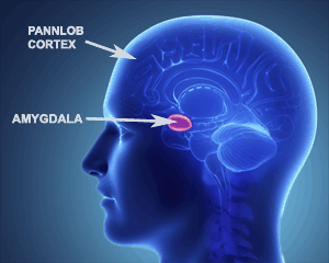 Kidnapped Amygdala brain Trauma PTSD