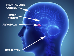PTSD Amygdala FIGHT FLY FREEZE